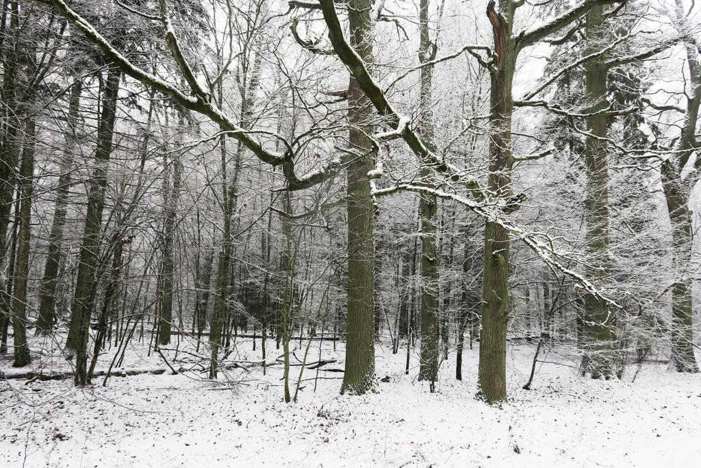 Cztery Pory Roku Guest House Białowieża Eksteriør bilde