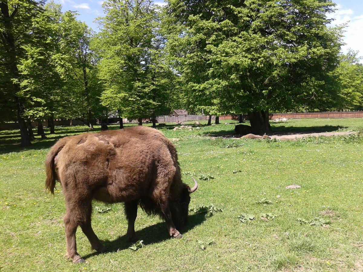 Cztery Pory Roku Guest House Białowieża Eksteriør bilde