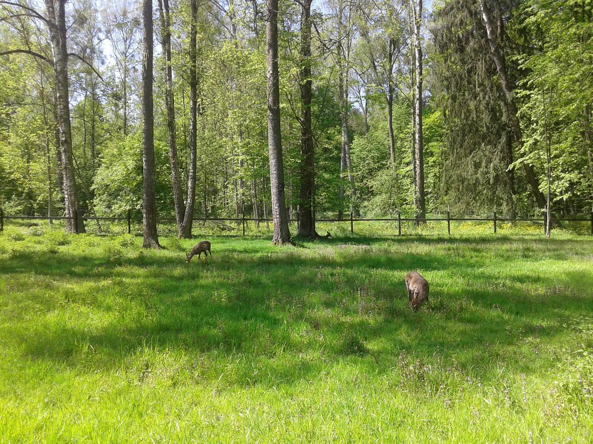 Cztery Pory Roku Guest House Białowieża Eksteriør bilde