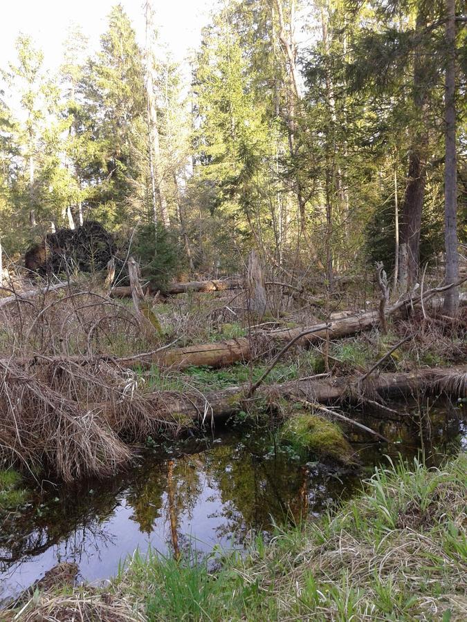 Cztery Pory Roku Guest House Białowieża Eksteriør bilde