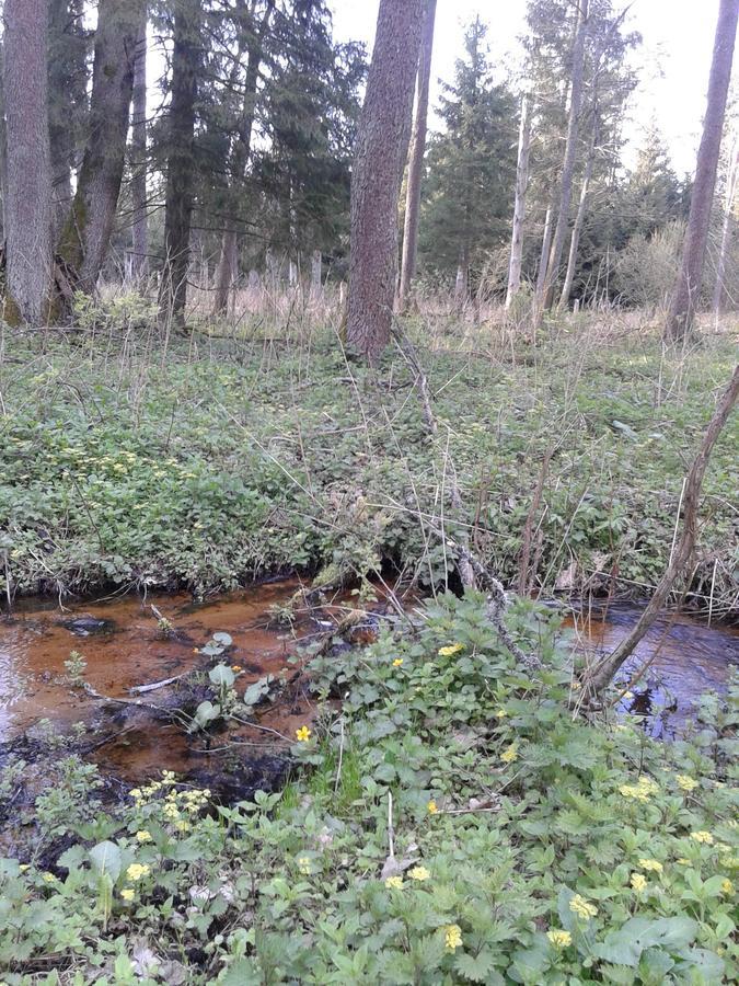 Cztery Pory Roku Guest House Białowieża Eksteriør bilde